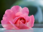 Pink rose