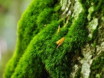 Green Moss