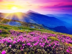 Purple Wild Flowers in the Sunset