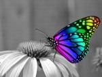 Rainbow Butterfly!
