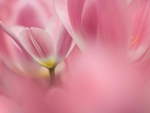 Pink Tulips