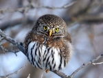Little Owl