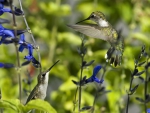 Hummingbirds