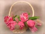 Basket of pink tulips