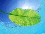 Blue waters of a green leaf