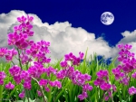 Flower fields in the moon