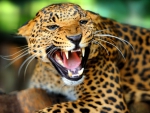 Wild Leopard