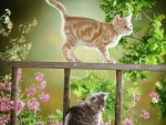 kittens on a wooden ladder