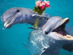 Dolphins in Love
