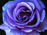 Watercolor Dreams ~ Lavender Blue Rose Dedicated to all my Wonderful DN Friends
