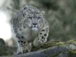SNOW LEOPARD