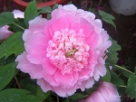 Peony