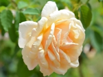 Apricot Ruffled Rose