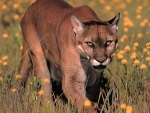 Cougar