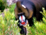 Baboon