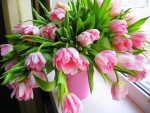 Gorgeous  tulips  at the window