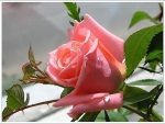 Beautiful rose