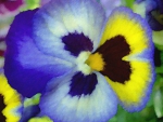 Watercolor Dreams ~ Perfect Pansy