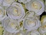 White Roses