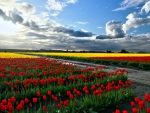 Tulips Flower Fields