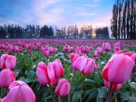 Pink Tulips Fields