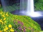 Beautiful flowers and waterfall