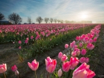 Beautiful Tulips Fields
