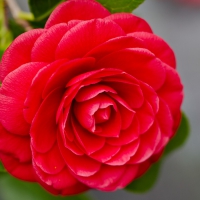 beautiful camellia