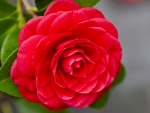 beautiful camellia