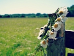 Garland of daisies
