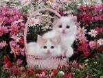 kittens in a basket
