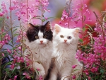 kittens among pink flowers