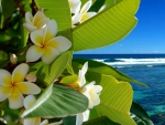 â™¥Tropical Flowersâ™¥