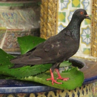 Bird in the temple