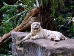 White Tiger