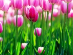 Pink Tulips