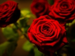 Red roses for you