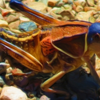 Alian Grasshopper