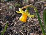 Daffodil