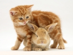 Ginger kitten and baby fawn rabbit