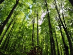 Green Forest