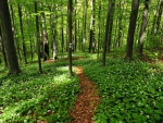 Forest Path