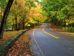 Autumn Road