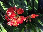 Clivia