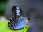 Blue Beauty for Monarch (Cherie)