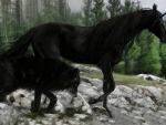 Black Wolf and Unicorn