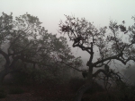 Oak Trees in the Fog (California)