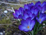 Blue Crocuses!