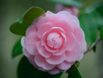 One Perfect Pink Camellia