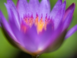 Lovely Lotus ~::~ Lit from Within